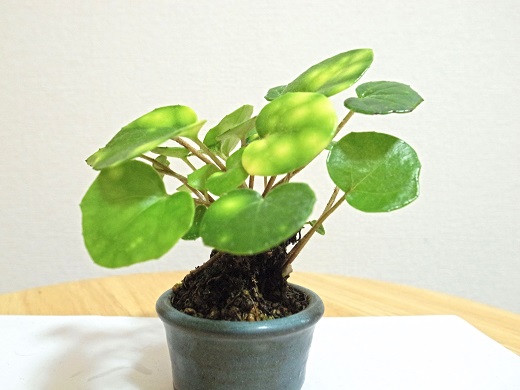 f:id:takahiro91:20131113161434j:plain f:id:takahiro91:20131113161434j:plain