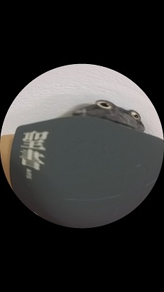 f:id:takasemariko:20150614004004j:plain