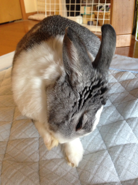 f:id:takasemika:20130531123246j:plain f:id:takasemika:20130531123246j:plain