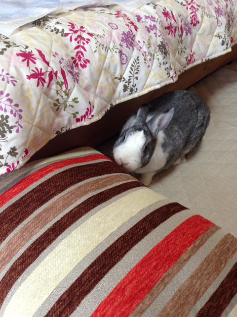 f:id:takasemika:20130531155233j:plain f:id:takasemika:20130531155233j:plain