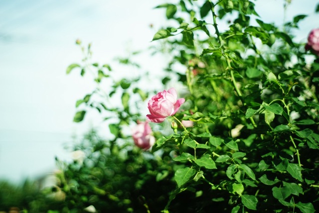 f:id:takashoooo:20150524184107j:image f:id:takashoooo:20150524184107j:image