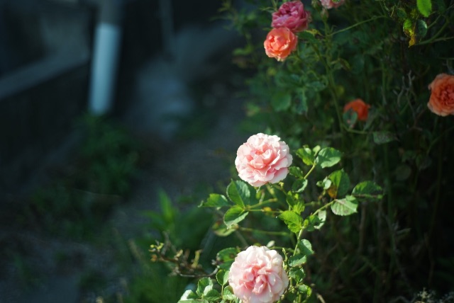 f:id:takashoooo:20150524214708j:image f:id:takashoooo:20150524214708j:image