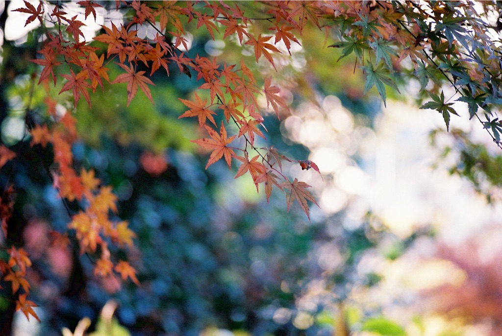 f:id:takashoooo:20151213102009j:image f:id:takashoooo:20151213102009j:image