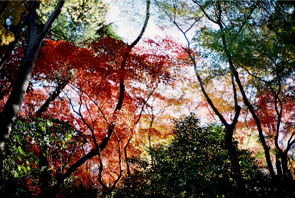 f:id:takashoooo:20151213102038j:image f:id:takashoooo:20151213102038j:image