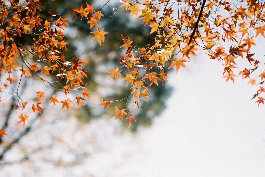 f:id:takashoooo:20151213102049j:image f:id:takashoooo:20151213102049j:image