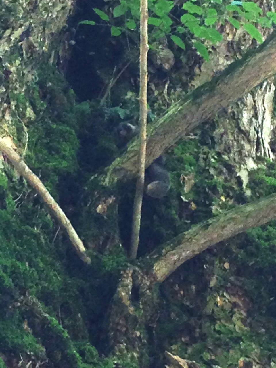 f:id:takatakamanbou:20150517160613j:plain f:id:takatakamanbou:20150517160613j:plain