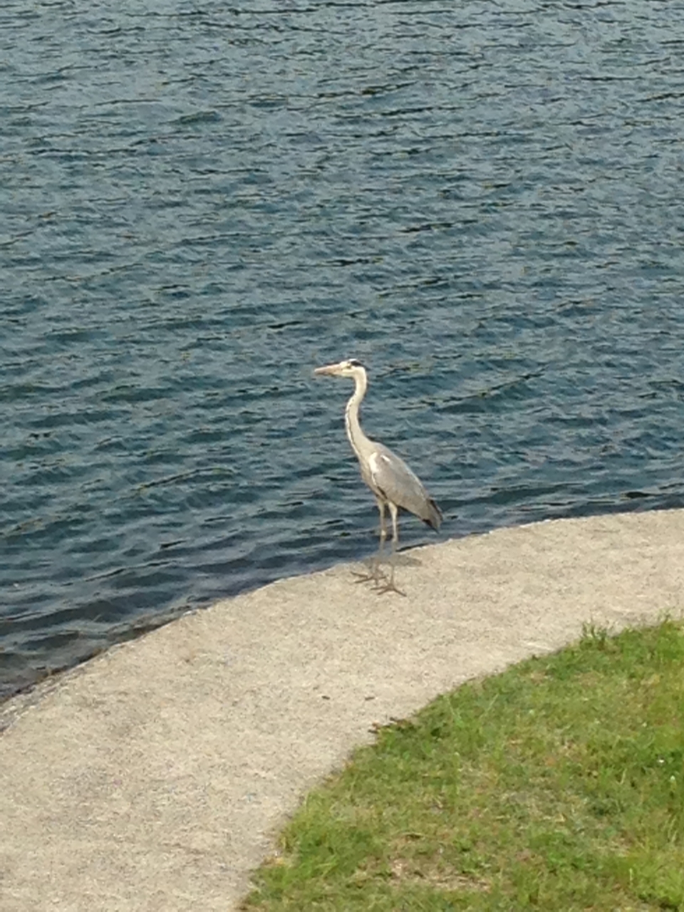 f:id:takatakamanbou:20150517160630j:plain