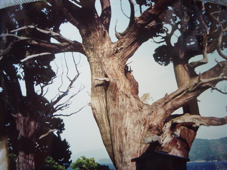 f:id:takatiho:20070602133114j:image:w150 f:id:takatiho:20070602133114j:image:w150