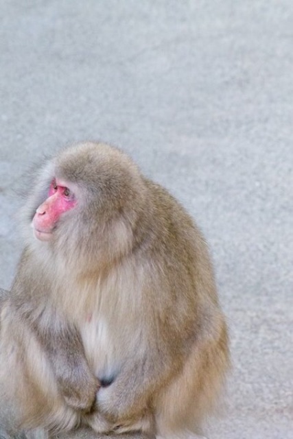 f:id:takeshin619:20150427220746j:image f:id:takeshin619:20150427220746j:image