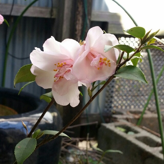 f:id:taketsurutanuki:20160328071159j:image f:id:taketsurutanuki:20160328071159j:image