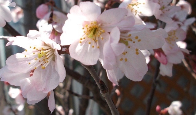桜の花のアップ