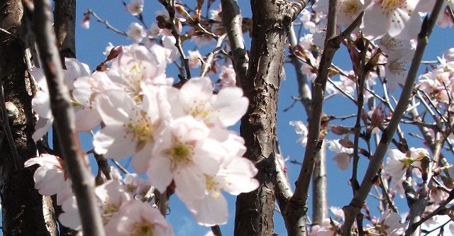 たくさん咲いた桜