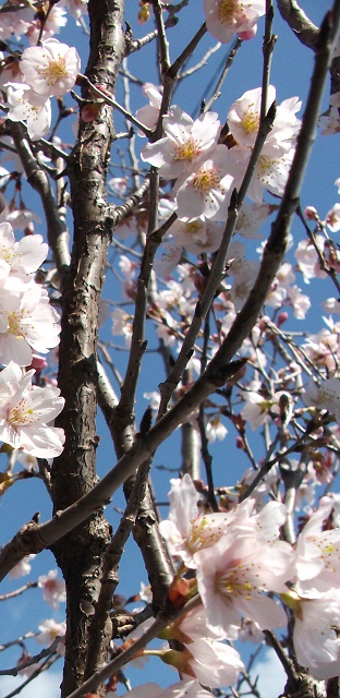 高く伸びた桜