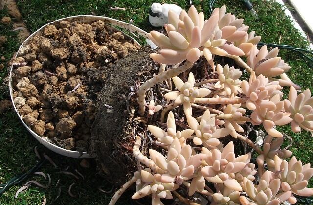 底が抜けて下に落ちた多肉植物1