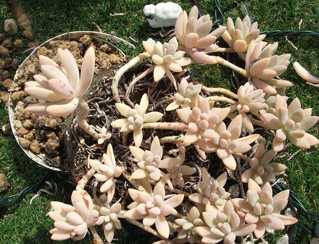 底が抜けて下に落ちた多肉植物2