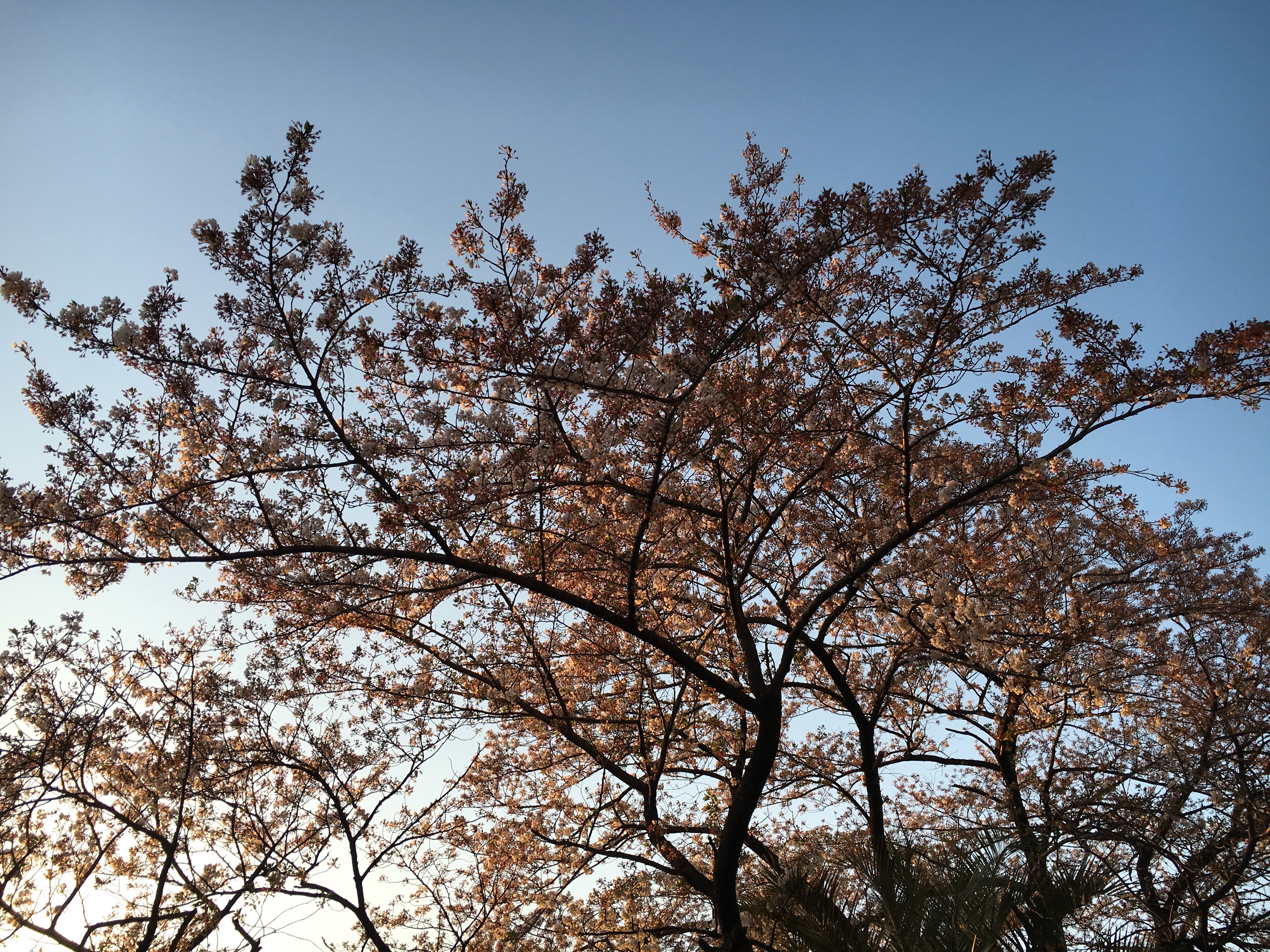 f:id:takumi-bought:20160411215049j:image f:id:takumi-bought:20160411215049j:image
