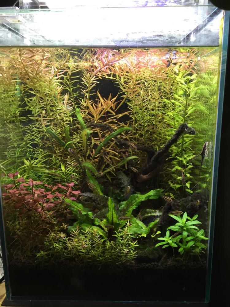 f:id:takumimoai:20150420222839j:plain f:id:takumimoai:20150420222839j:plain