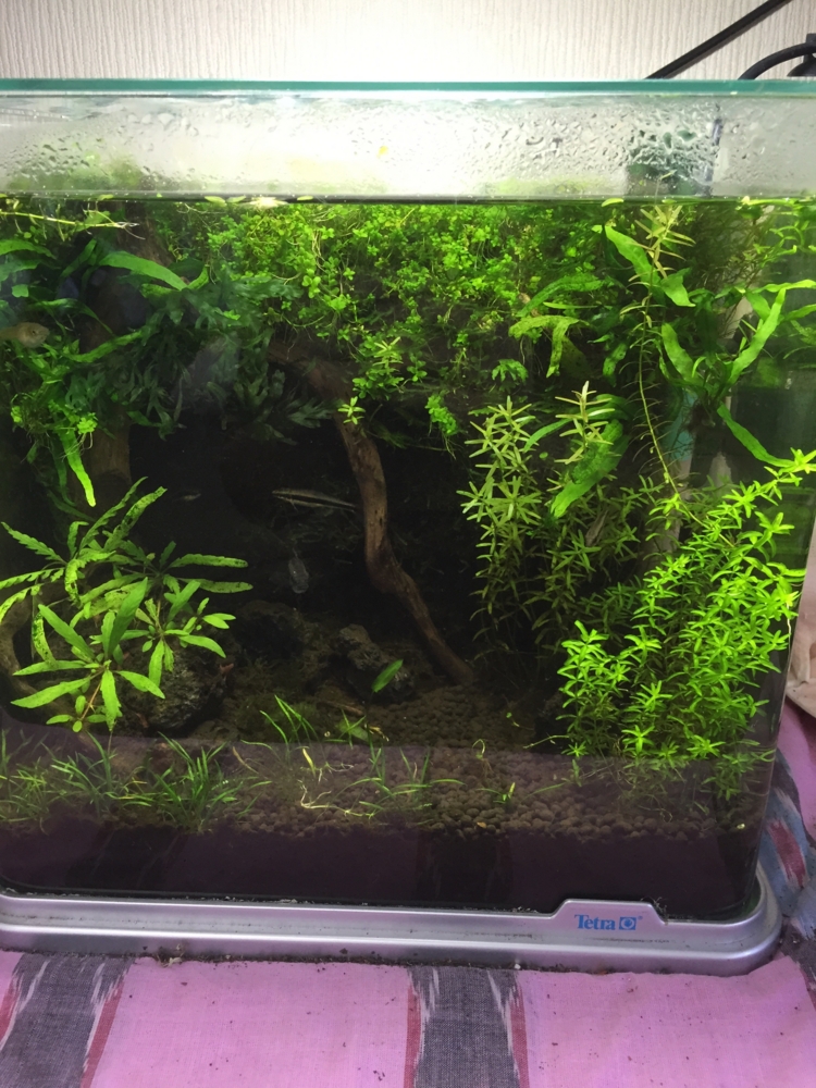 f:id:takumimoai:20150420222952j:plain f:id:takumimoai:20150420222952j:plain