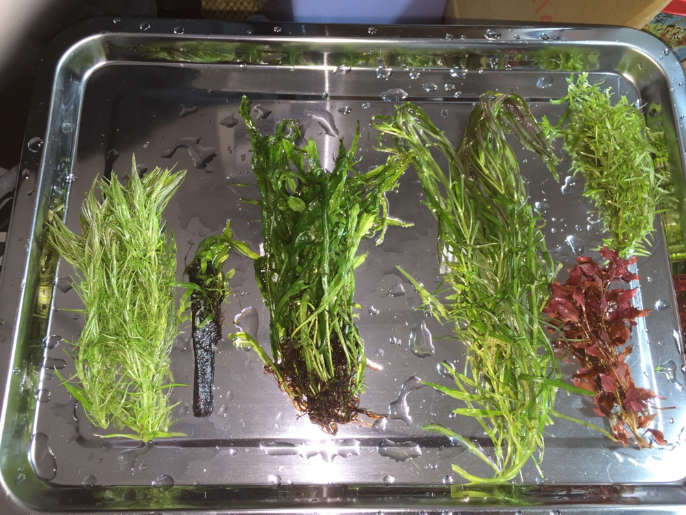 f:id:takumimoai:20150420223143j:plain f:id:takumimoai:20150420223143j:plain