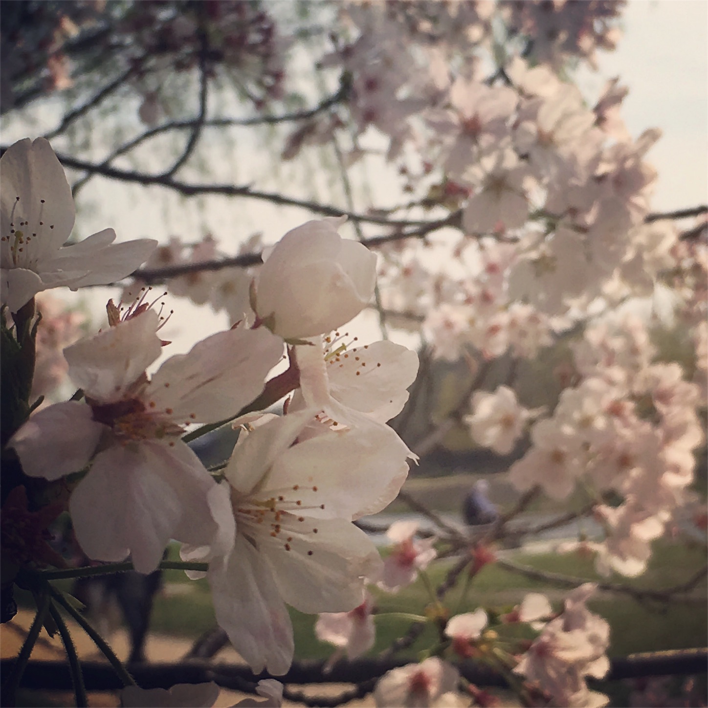 f:id:tama222111:20160509144500j:image f:id:tama222111:20160509144500j:image