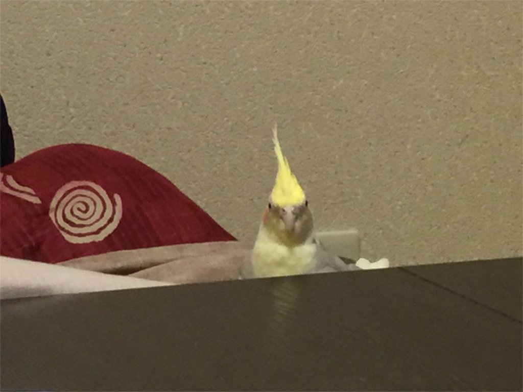 f:id:tamachibi:20160131051256j:image f:id:tamachibi:20160131051256j:image