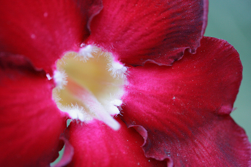 f:id:tamako-makomako:20150307195510j:plain f:id:tamako-makomako:20150307195510j:plain