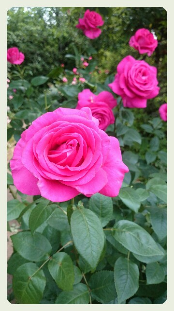 f:id:tamapippo:20160523161129j:image f:id:tamapippo:20160523161129j:image