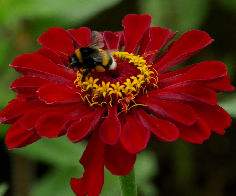 f:id:tamayoshi:20150803215005j:plain