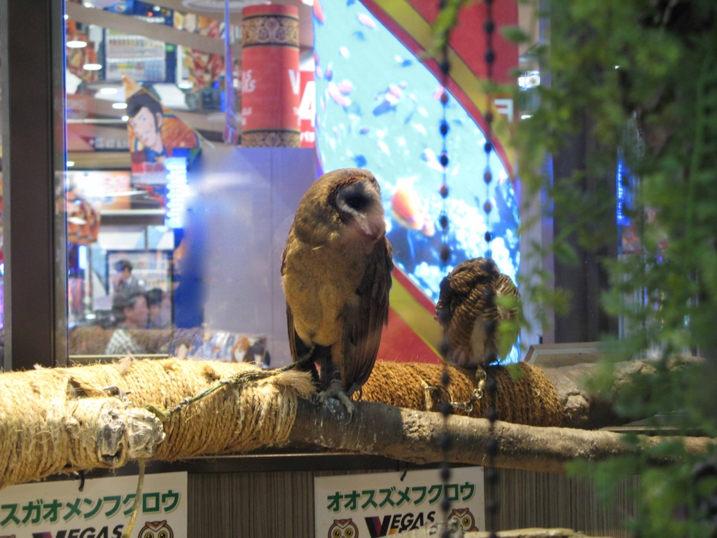 f:id:tamayoshi:20151216212351j:plain