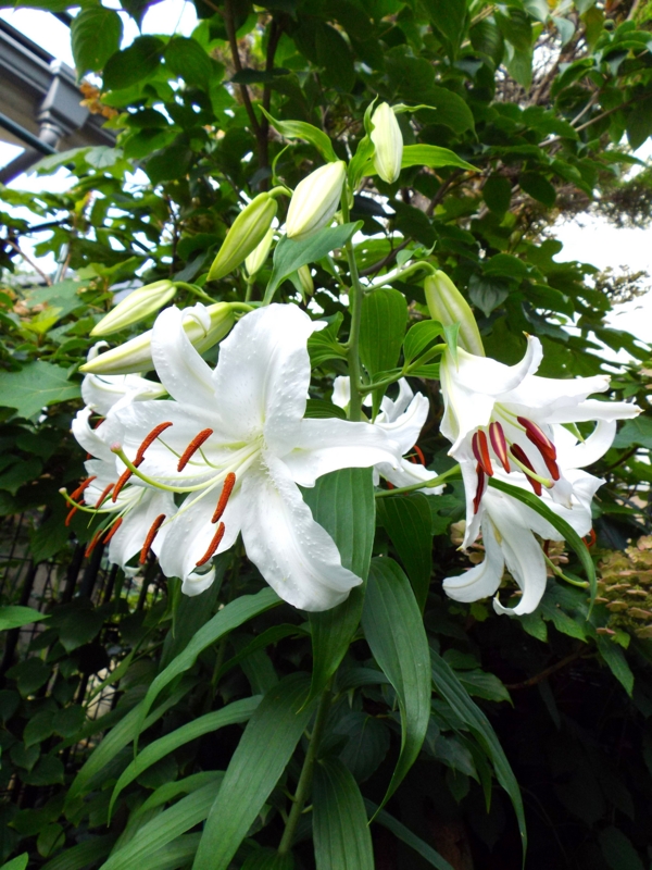 f:id:tamayura10:20130713085716j:plain f:id:tamayura10:20130713085716j:plain