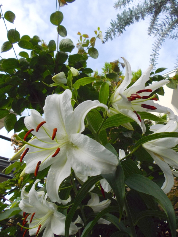 f:id:tamayura10:20130713085717j:plain f:id:tamayura10:20130713085717j:plain