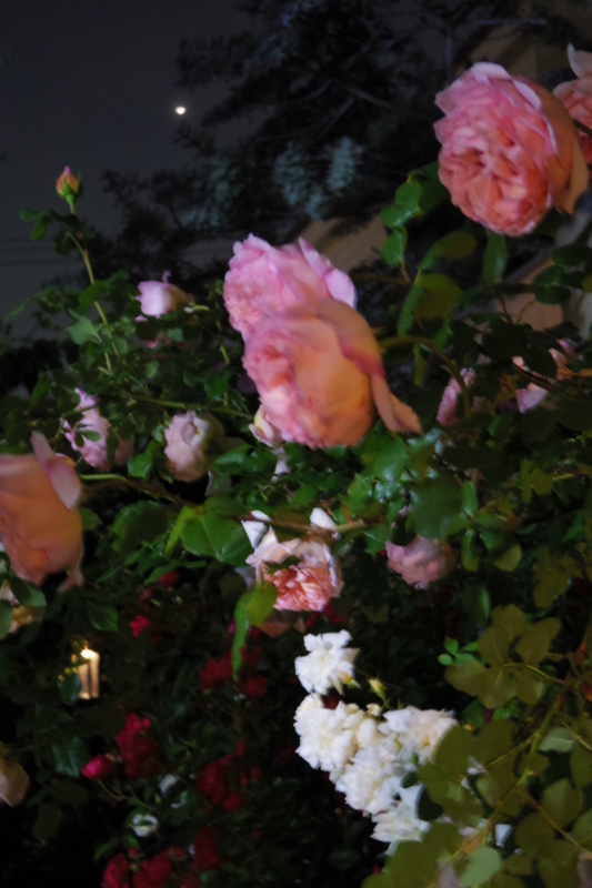 f:id:tamayura10:20150508174515j:plain f:id:tamayura10:20150508174515j:plain