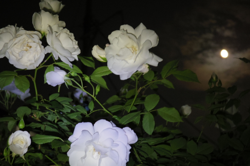 f:id:tamayura10:20150508174517j:plain f:id:tamayura10:20150508174517j:plain