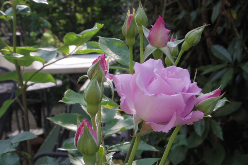 f:id:tamayura10:20150508174518j:plain f:id:tamayura10:20150508174518j:plain