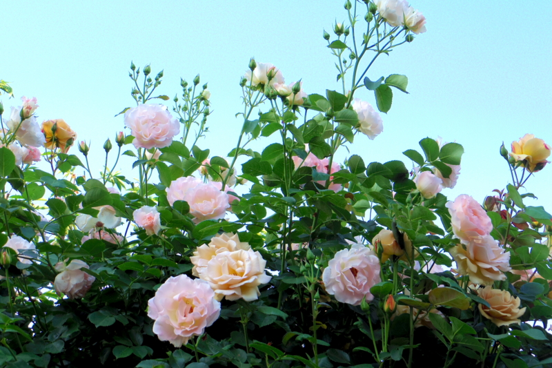 f:id:tamayura10:20150508174521j:plain f:id:tamayura10:20150508174521j:plain