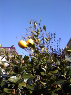 f:id:tamekko:20091126161927j:image:right f:id:tamekko:20091126161927j:image:right