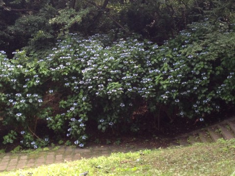 f:id:tamekko:20130623132811j:plain f:id:tamekko:20130623132811j:plain