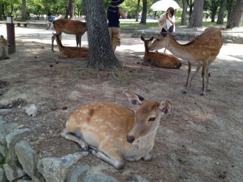 f:id:tamekko:20130817114408j:plain f:id:tamekko:20130817114408j:plain