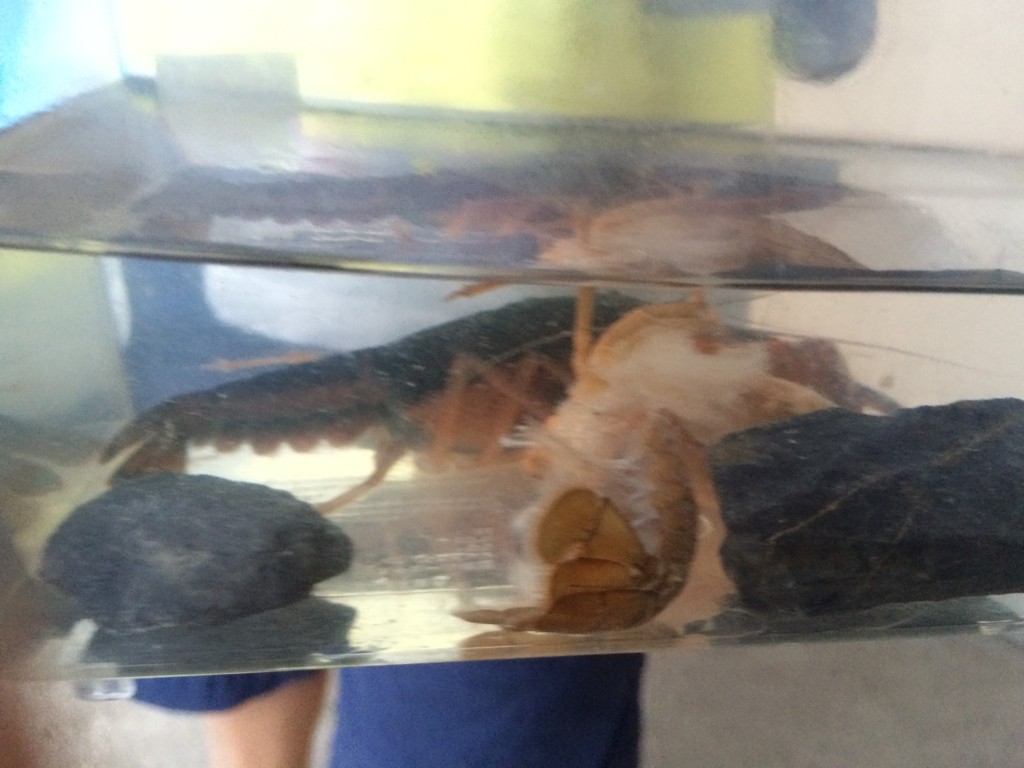 f:id:tamekko:20150619183322j:plain f:id:tamekko:20150619183322j:plain
