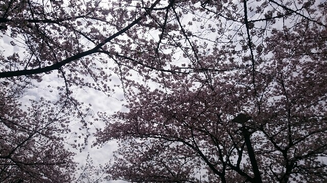 f:id:tamimama:20160409002359j:image f:id:tamimama:20160409002359j:image