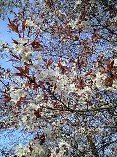 f:id:tamu2822:20090329163643j:image f:id:tamu2822:20090329163643j:image