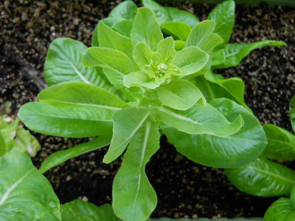 f:id:tana110:20131103192122j:plain