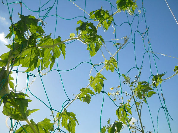 f:id:tana110:20150607221752j:plain