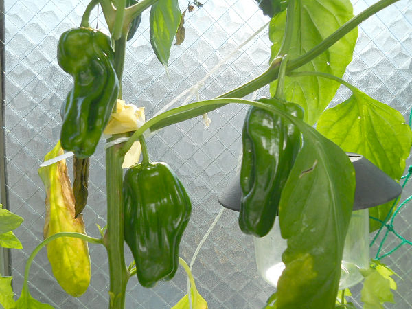 f:id:tana110:20150607221842j:plain