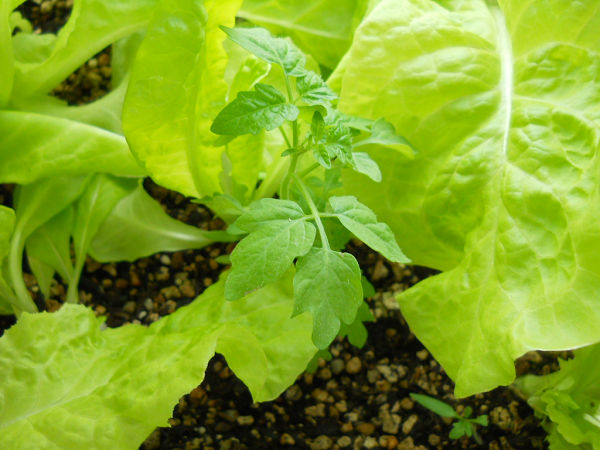 f:id:tana110:20150607222210j:plain