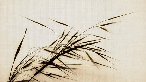 wallpaper zen. zen wallpaper wallpaper zen. wallpaper zen. zen wallpaper