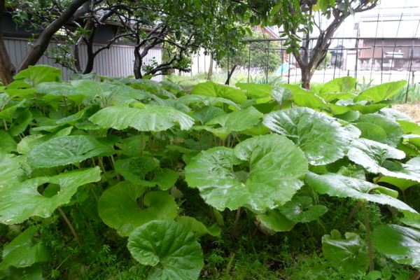 f:id:tangefarm:20090414133152j:image f:id:tangefarm:20090414133152j:image
