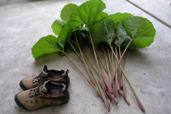 f:id:tangefarm:20090414134115j:image f:id:tangefarm:20090414134115j:image