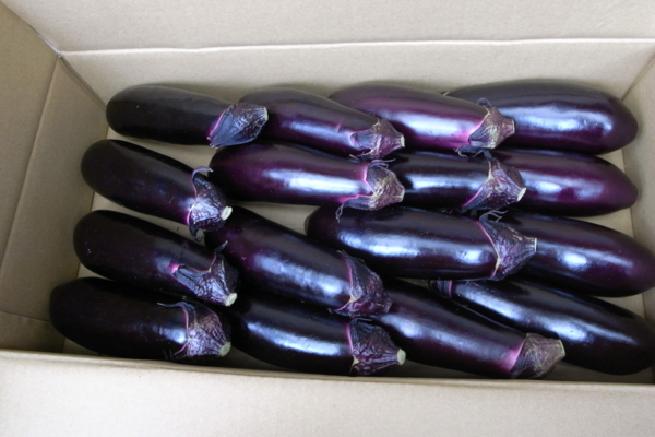 f:id:tangefarm:20090706112523j:image f:id:tangefarm:20090706112523j:image