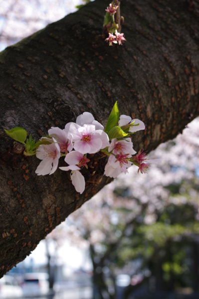 f:id:tangefarm:20100408122631j:image f:id:tangefarm:20100408122631j:image